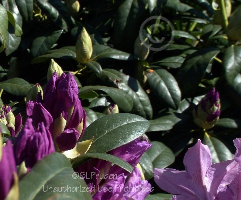 Photo of Rhododendron 'Purpureum Elegans' uploaded by DaylilySLP