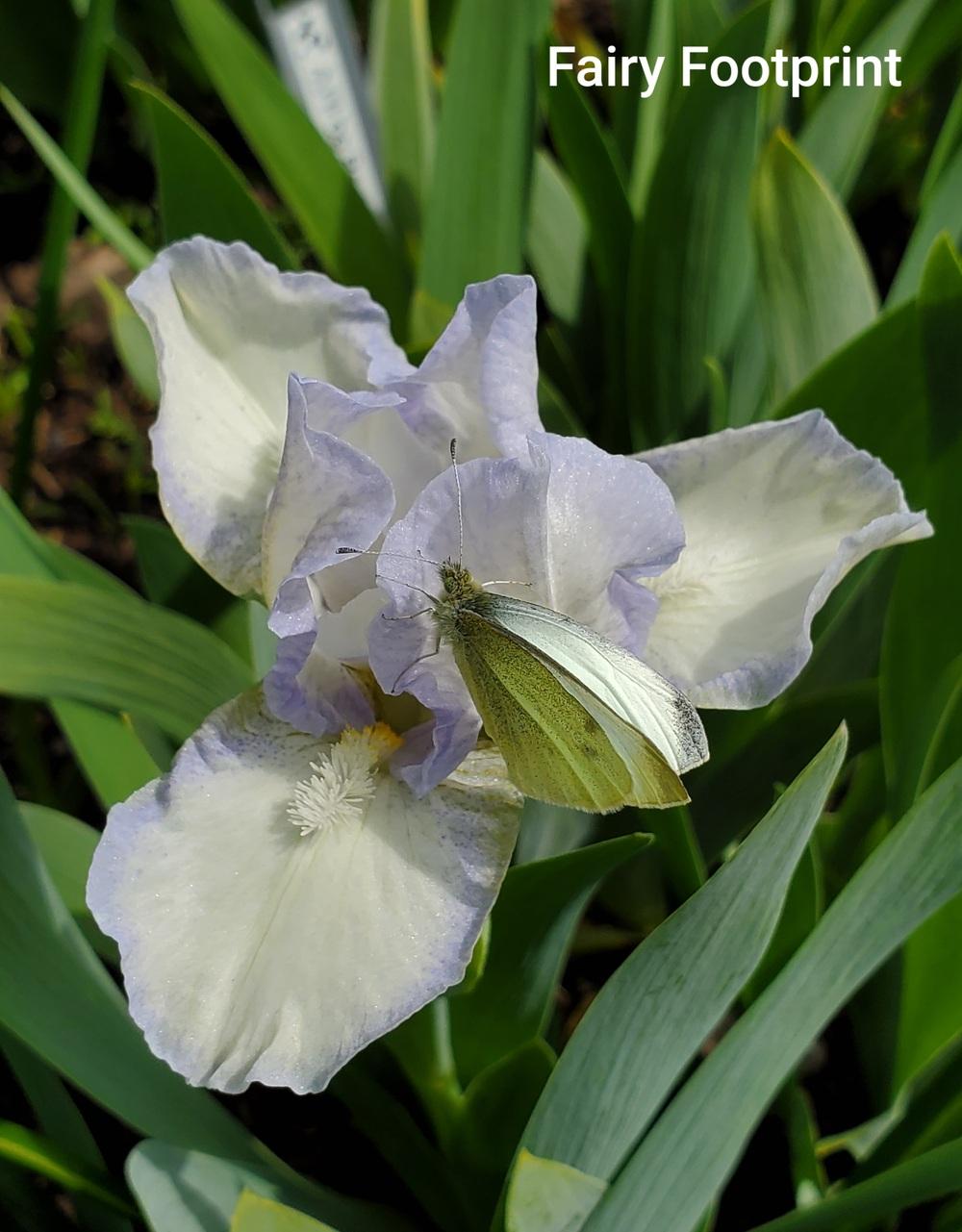Photo of Standard Dwarf Bearded Iris (Iris 'Fairy Footsteps') uploaded by Irislady