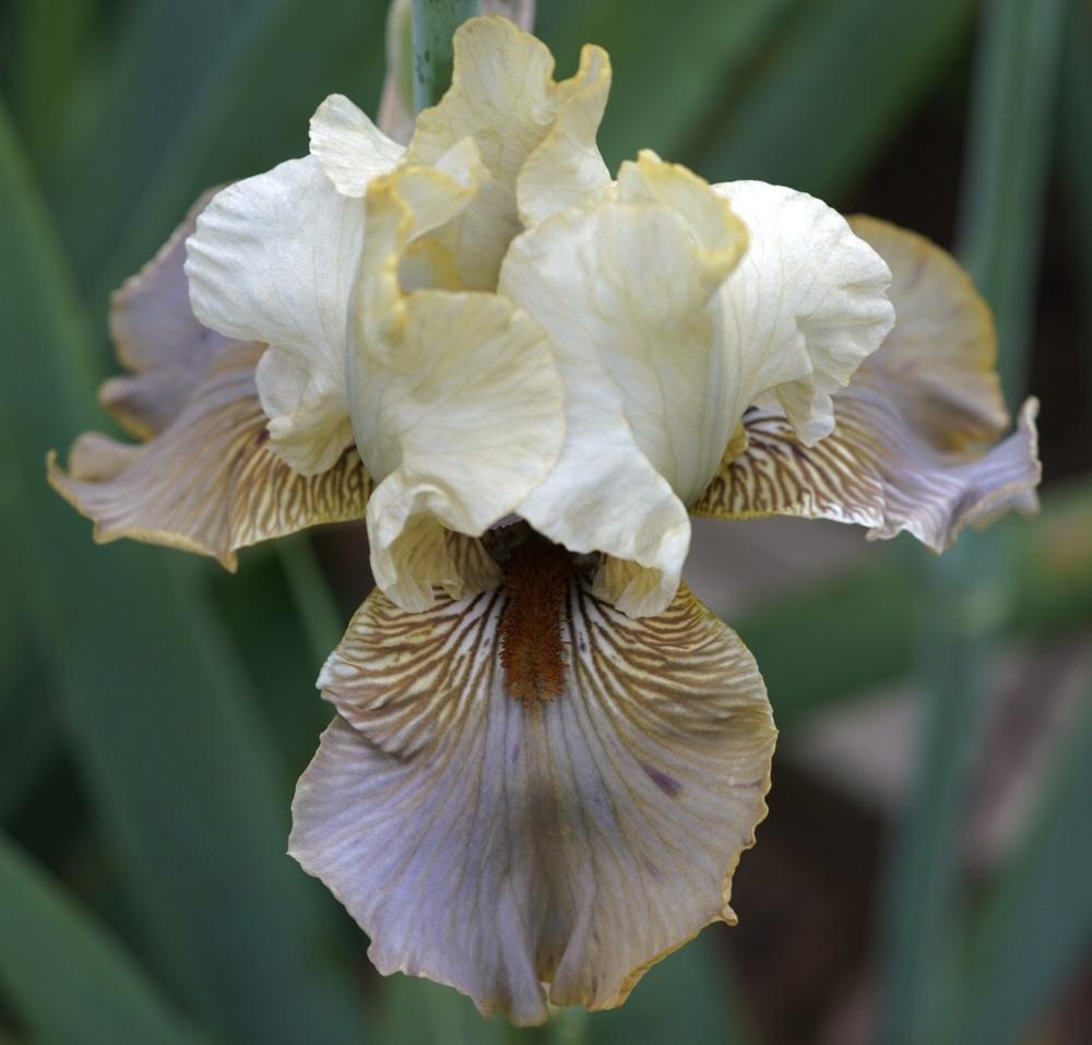 Photo of Tall Bearded Iris (Iris 'Green and Gifted') uploaded by Islandview