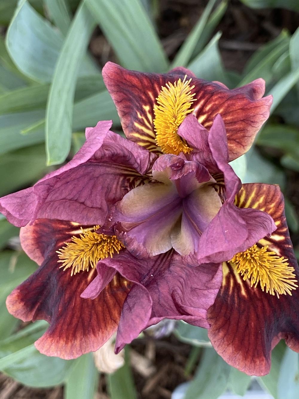 Photo of Standard Dwarf Bearded Iris (Iris 'Velvet Elvis') uploaded by Legalily