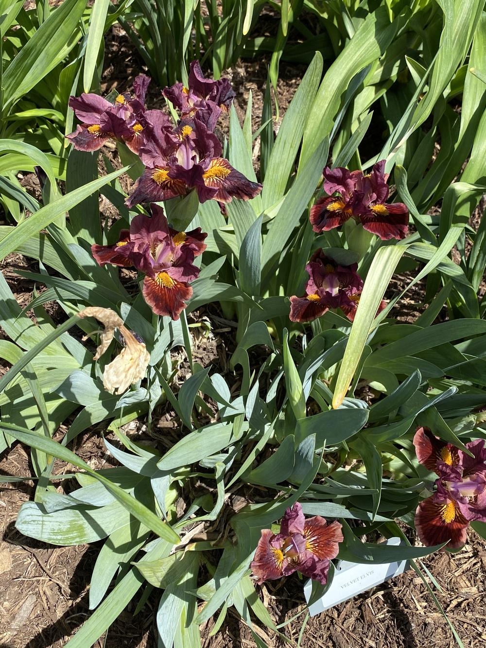 Photo of Standard Dwarf Bearded Iris (Iris 'Velvet Elvis') uploaded by Legalily