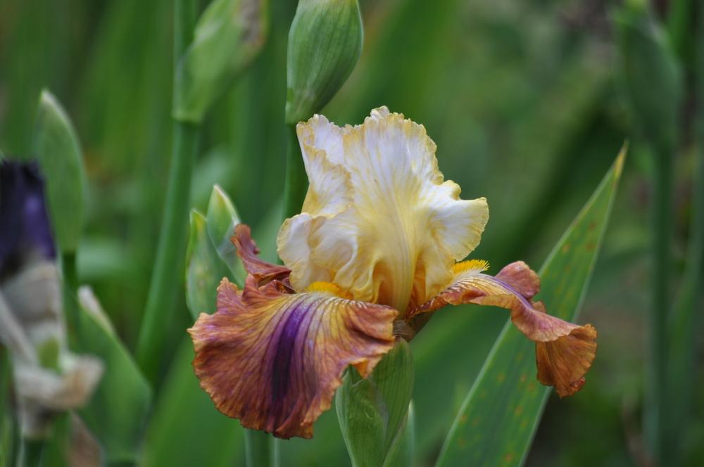 Photo of Tall Bearded Iris (Iris 'Mayan Mysteries') uploaded by LewEm
