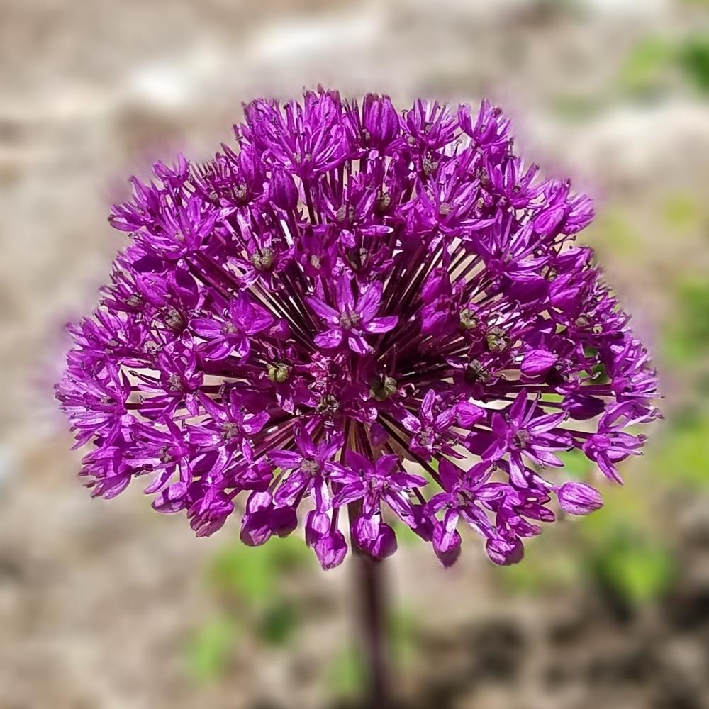 Photo of Flowering Onion (Allium 'Purple Sensation') uploaded by OrganicJen