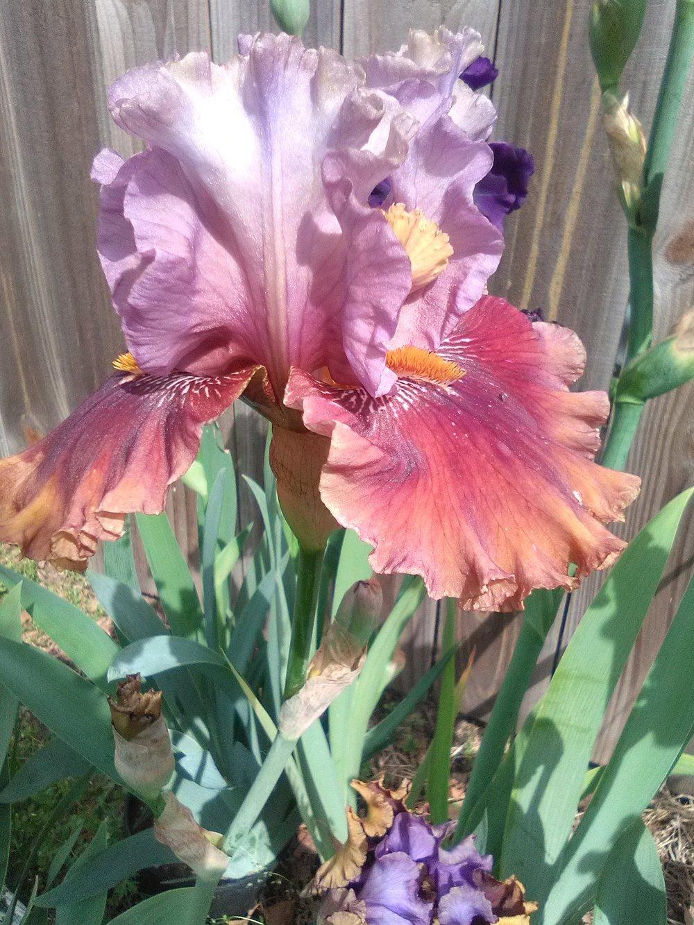 Photo of Tall Bearded Iris (Iris 'Rum is the Reason') uploaded by ShawnSteve