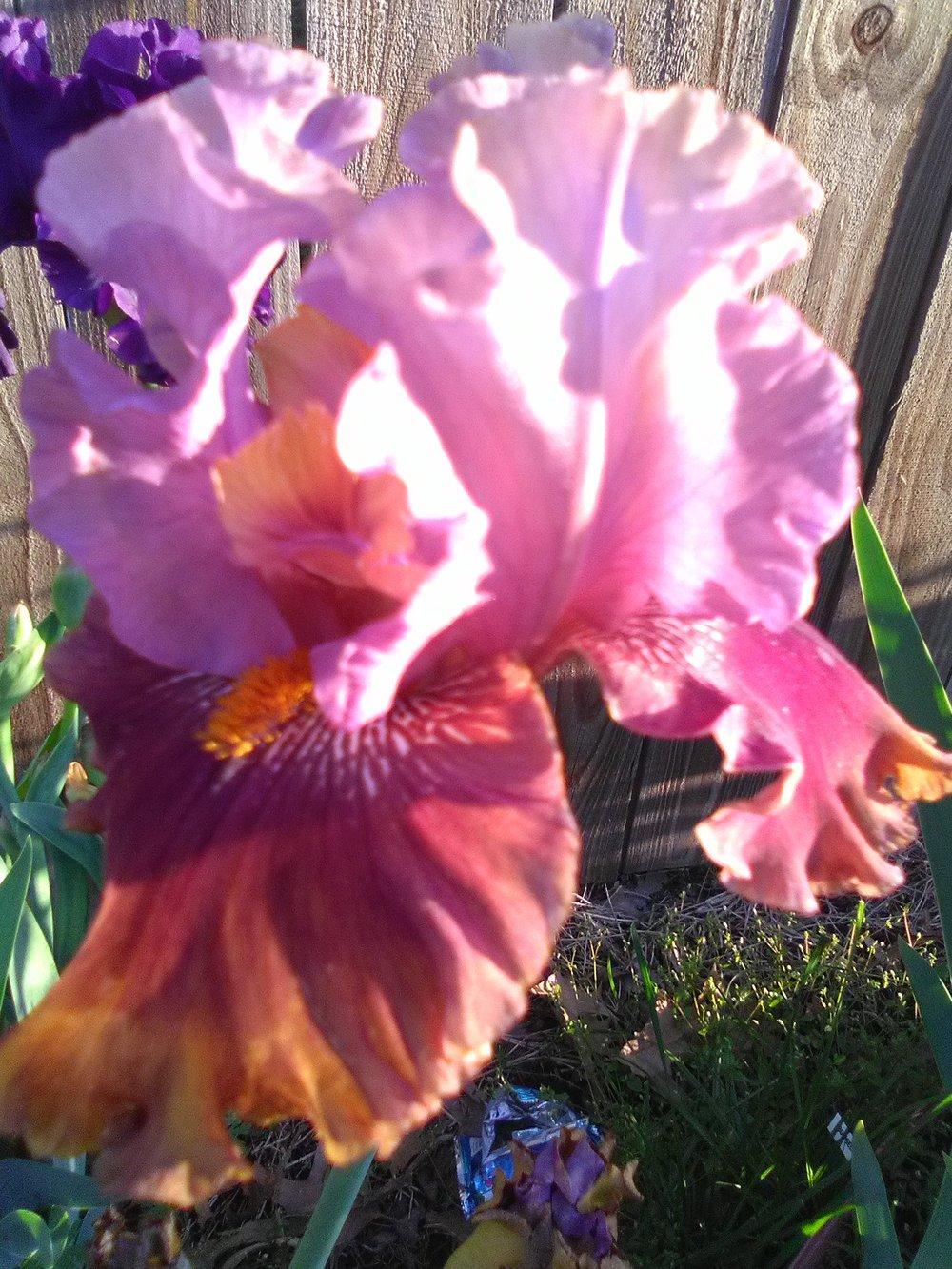 Photo of Tall Bearded Iris (Iris 'Rum is the Reason') uploaded by ShawnSteve