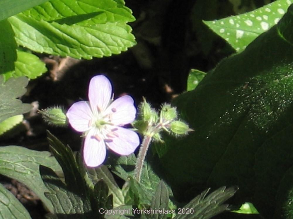 Photo of Spotted Geranium (Geranium maculatum 'Espresso') uploaded by Yorkshirelass