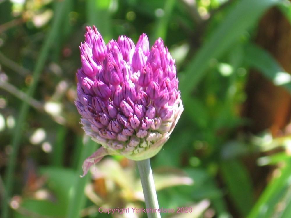 Photo of Flowering Onion (Allium 'Purple Sensation') uploaded by Yorkshirelass