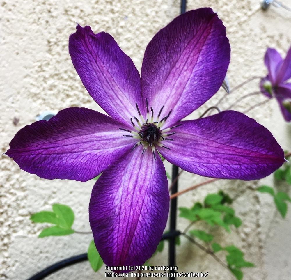 Photo of Clematis (Clematis viticella 'Venosa Violacea') uploaded by carlysuko