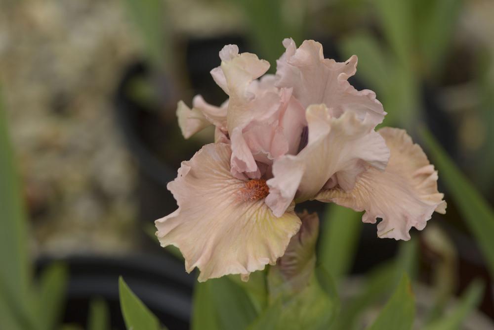 Photo of Intermediate Bearded Iris (Iris 'Scene in Pink') uploaded by cliftoncat