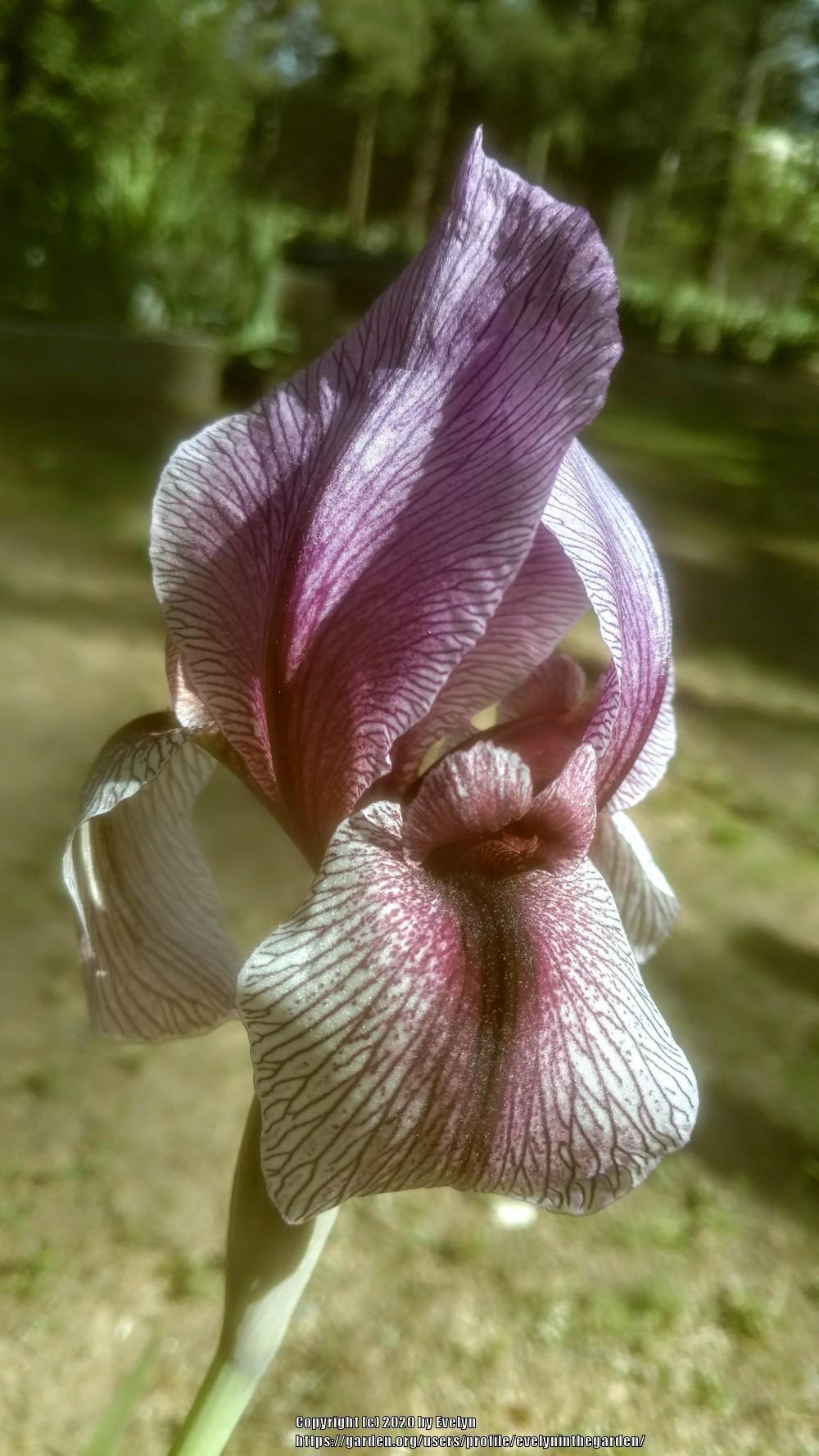 Photo of Aril Iris (Iris 'Dardanus') uploaded by evelyninthegarden