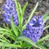 Dutch Hyacinth (Hyacinthus orientalis 'Blue Tango') have double b