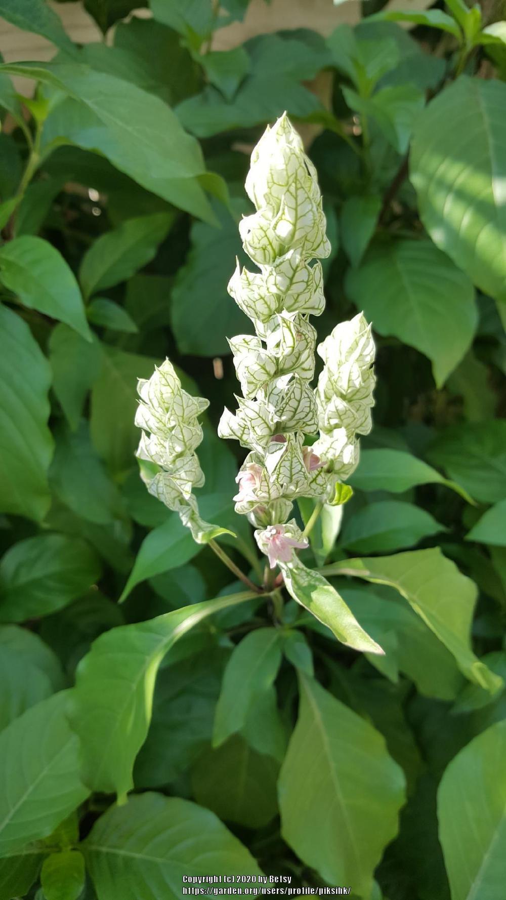Photo of White Shrimp Plant (Justicia betonica) uploaded by piksihk