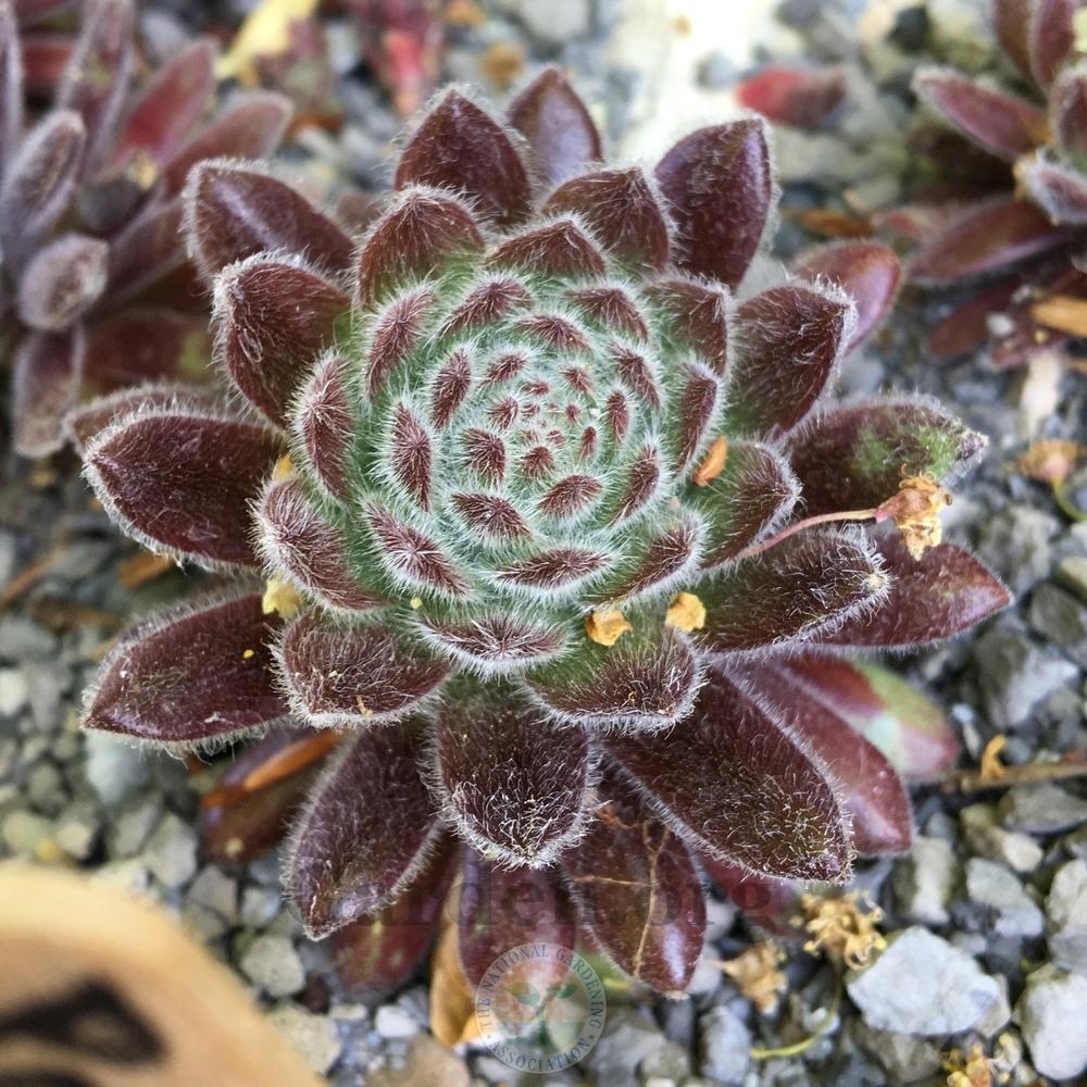 Photo of Hen and Chicks (Sempervivum 'Pacific Zoftic') uploaded by BlueOddish