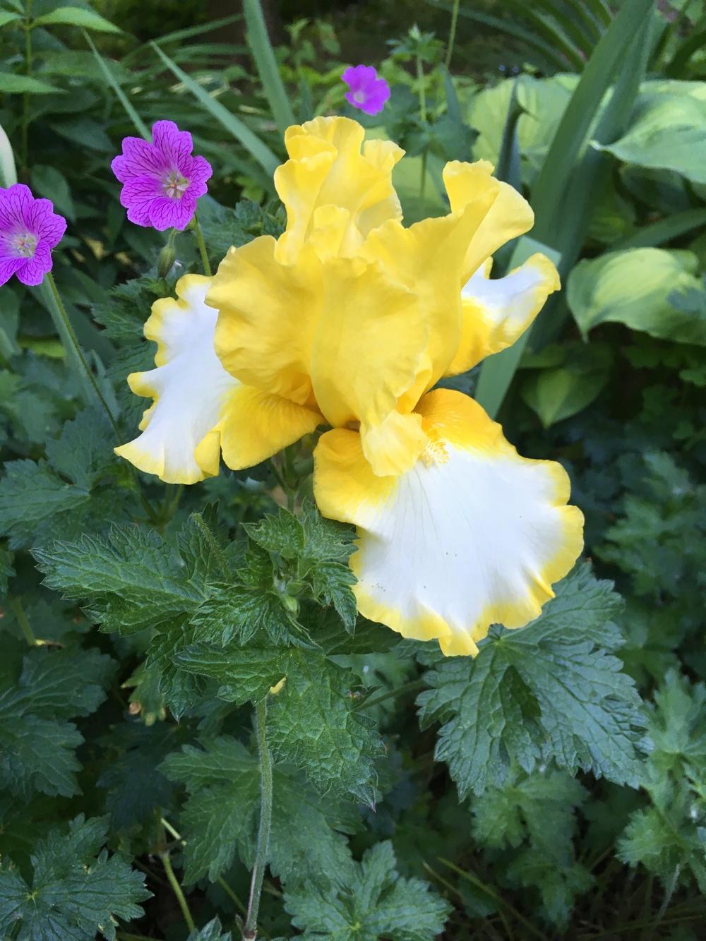 Photo of Tall Bearded Iris (Iris 'Fringe of Gold') uploaded by Hemlass