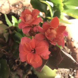 Location: CA
Date: 5/8/2020
One finally bloomed! My first ever kalanchoe bloom. #succulentflo