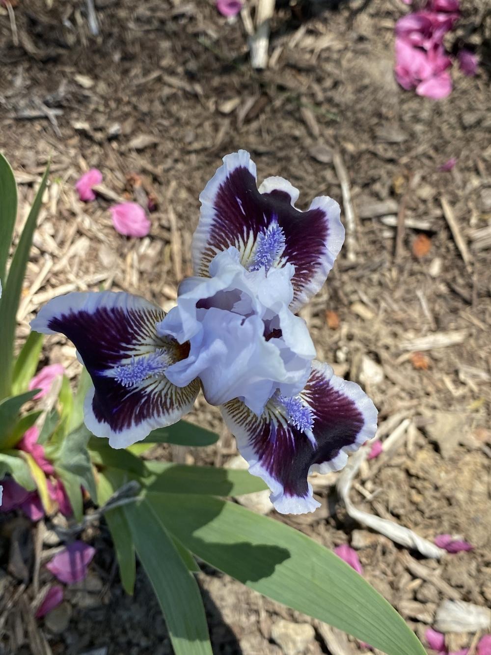 Photo of Standard Dwarf Bearded Iris (Iris 'Puddy Tat') uploaded by Legalily