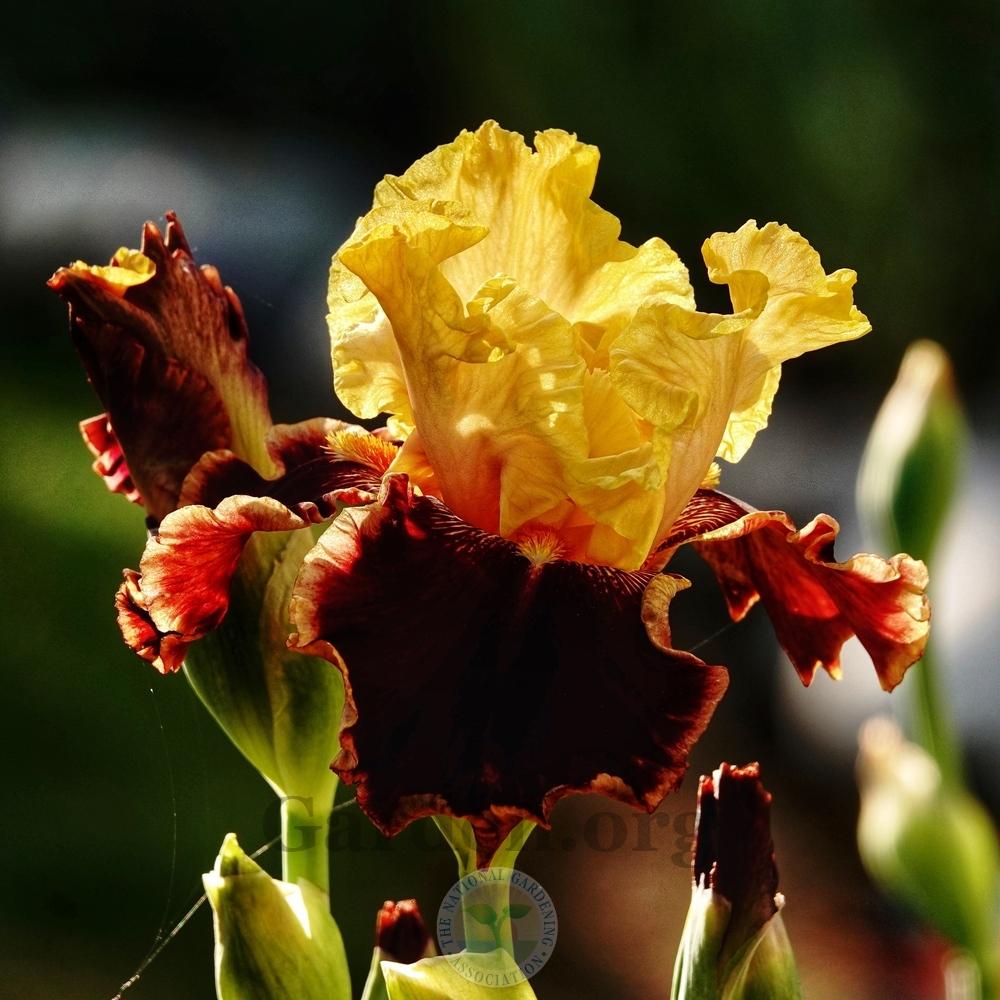 Photo of Tall Bearded Iris (Iris 'Decadence') uploaded by Patty