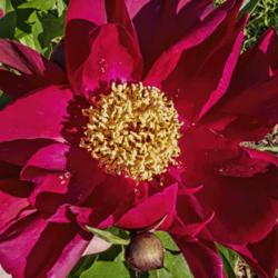 Location: Peony Garden at Nichols Arboretum, Ann Arbor, Michigan
Date: 2019-06-07
Red-tipped carpels are virtually buried in a mound of yellow poll
