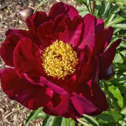 Location: Peony Garden at Nichols Arboretum, Ann Arbor, Michigan
Date: 2019-06-05
(2019) 3rd year bloom.  Nominally a single, President Lincoln can
