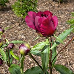 Location: Peony Garden at Nichols Arboretum, Ann Arbor, Michigan
Date: 2019-06-05
Buds of this cultivar have an unusual pointed shape.  There are n