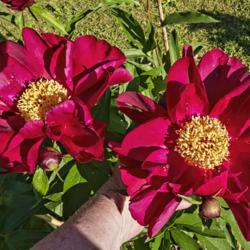 Location: Peony Garden at Nichols Arboretum, Ann Arbor, Michigan
Date: 2019-06-07
I'd gauge these blooms to be a minimum of 8" across, and possibly
