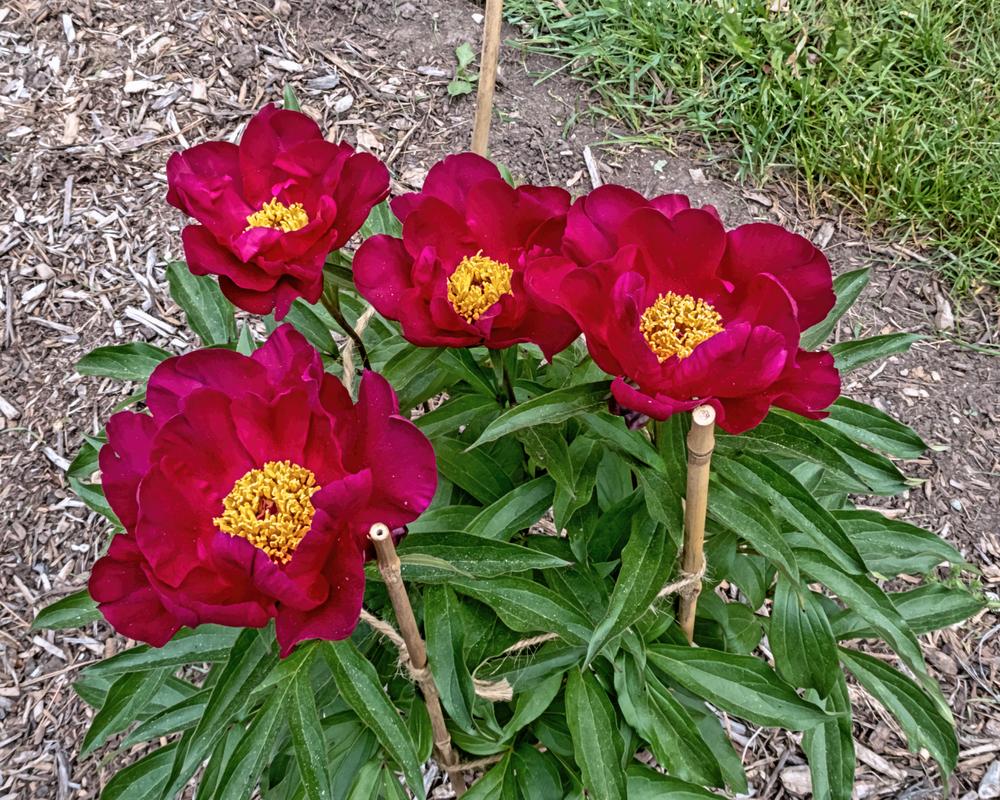 Photo of Peony (Paeonia lactiflora 'President Lincoln') uploaded by arctangent