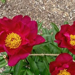 Location: Peony Garden at Nichols Arboretum, Ann Arbor, Michigan
Date: 2018-05-30
(2018) Second year blooms