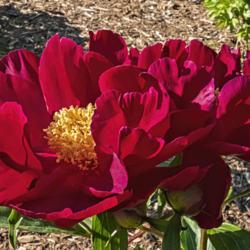 Location: Peony Garden at Nichols Arboretum, Ann Arbor, Michigan
Date: 2019-06-07
These very large blooms develop individual shapes that tend to be