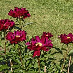 Location: Peony Garden at Nichols Arboretum, Ann Arbor, Michigan
Date: 2019-06-07
(2019) 3rd year plant (planted fall, 2016).  Blooms are on tall s
