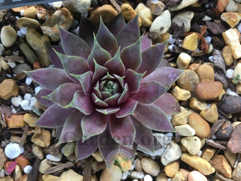 Photo of Hen and Chicks (Sempervivum 'Pacific Jordan') uploaded by chickhill