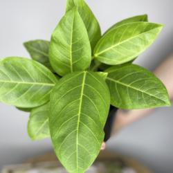 
Date: 2020-05-09
Young ficus elastics “lemon and lime”