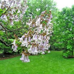 Location: In a garden in Oklahoma City
Date: 2001-2007
Paulownia tomentosa