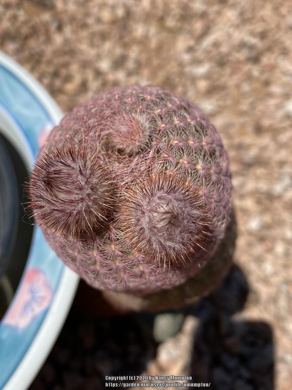 Photo of Arizona Ruby Rainbow Hedgehog Cactus (Echinocereus rigidissimus subsp. rubispinus) uploaded by nmumpton