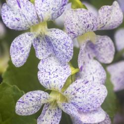 Location: Pennsylvania
Date: 2020-05-03
Viola sororia 'Freckles'