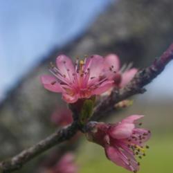 Location: Pennsylvania
Date: 2020-05-03
rareripe peach blossoms