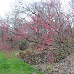 Location: Jenkins Arboretum in Berwyn, Pennsylvania
Date: 2015-12-13
shrub in fruit
