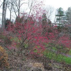 Location: Jenkins Arboretum in Berwyn, Pennsylvania
Date: 2015-12-13
shrub in fruit