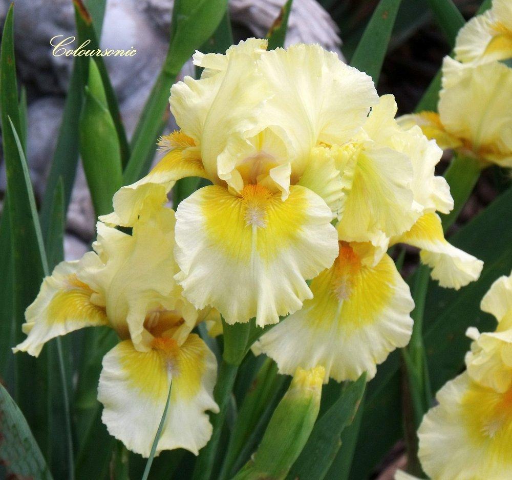 Photo of Intermediate Bearded Iris (Iris 'Coloursonic') uploaded by Ladylovingdove