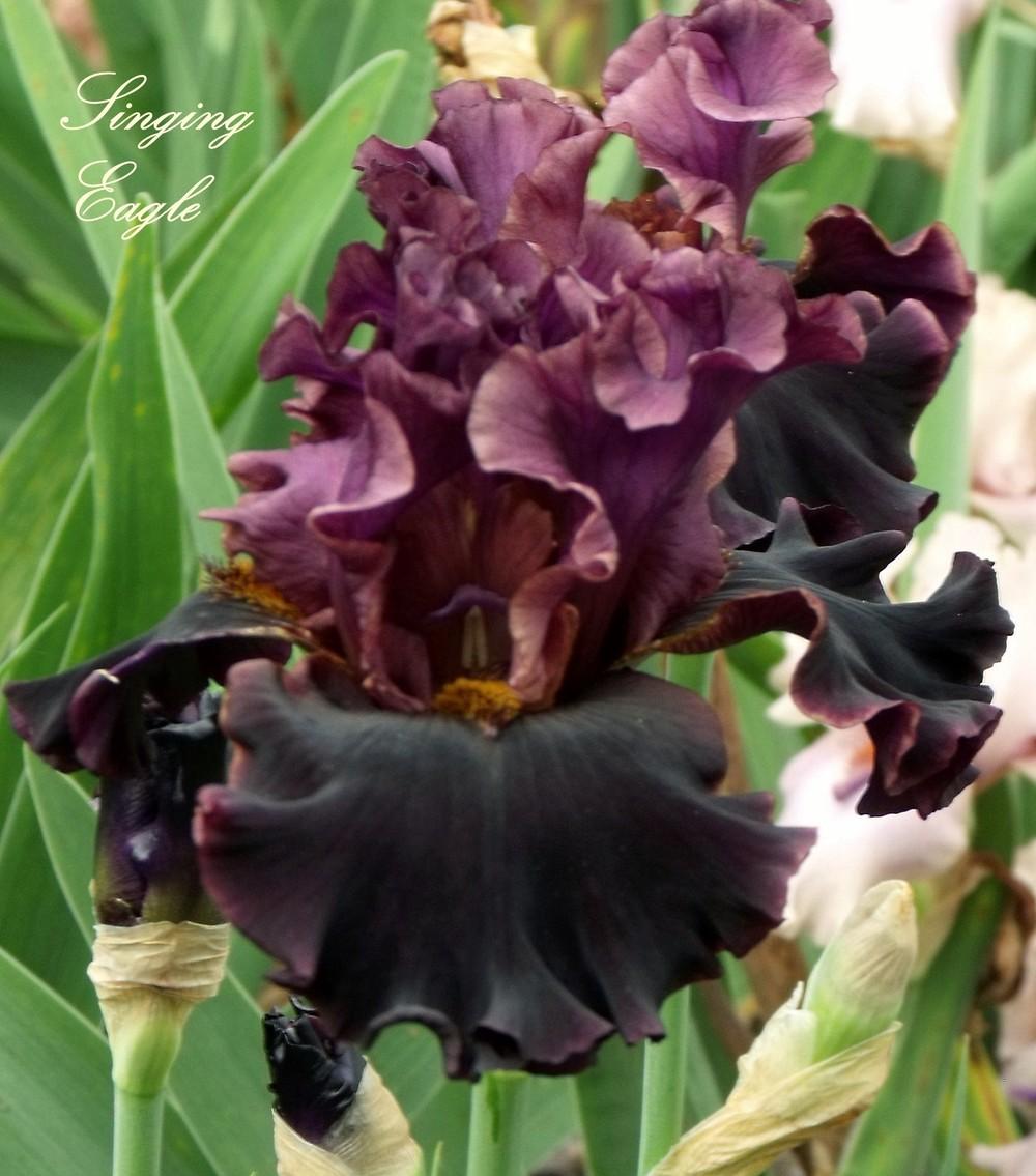 Photo of Tall Bearded Iris (Iris 'Singing Eagle') uploaded by Ladylovingdove
