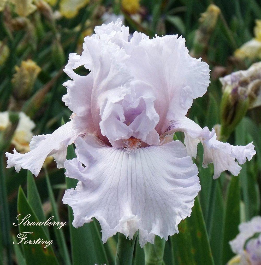 Photo of Tall Bearded Iris (Iris 'Strawberry Frosting') uploaded by Ladylovingdove