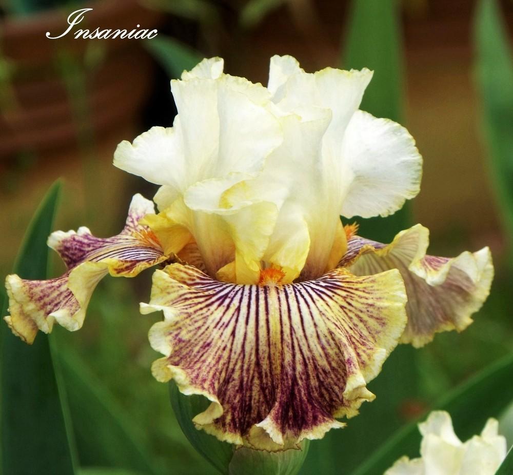 Photo of Tall Bearded Iris (Iris 'Insaniac') uploaded by Ladylovingdove