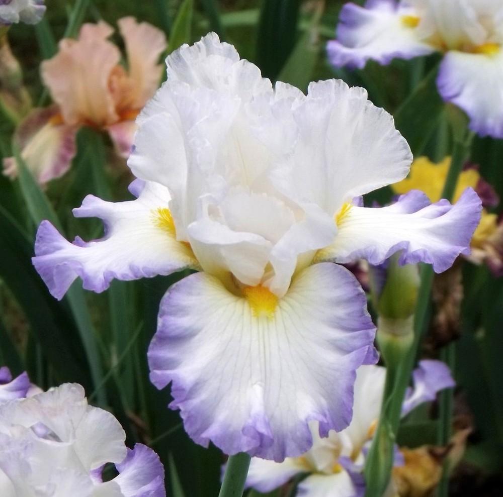 Photo of Tall Bearded Iris (Iris 'Judge's Special') uploaded by Ladylovingdove