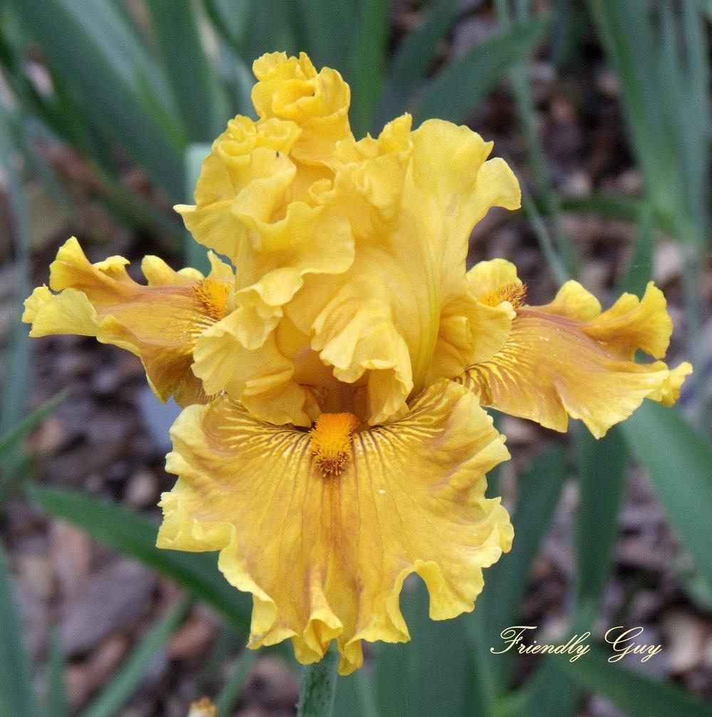 Photo of Tall Bearded Iris (Iris 'Friendly Guy') uploaded by Ladylovingdove