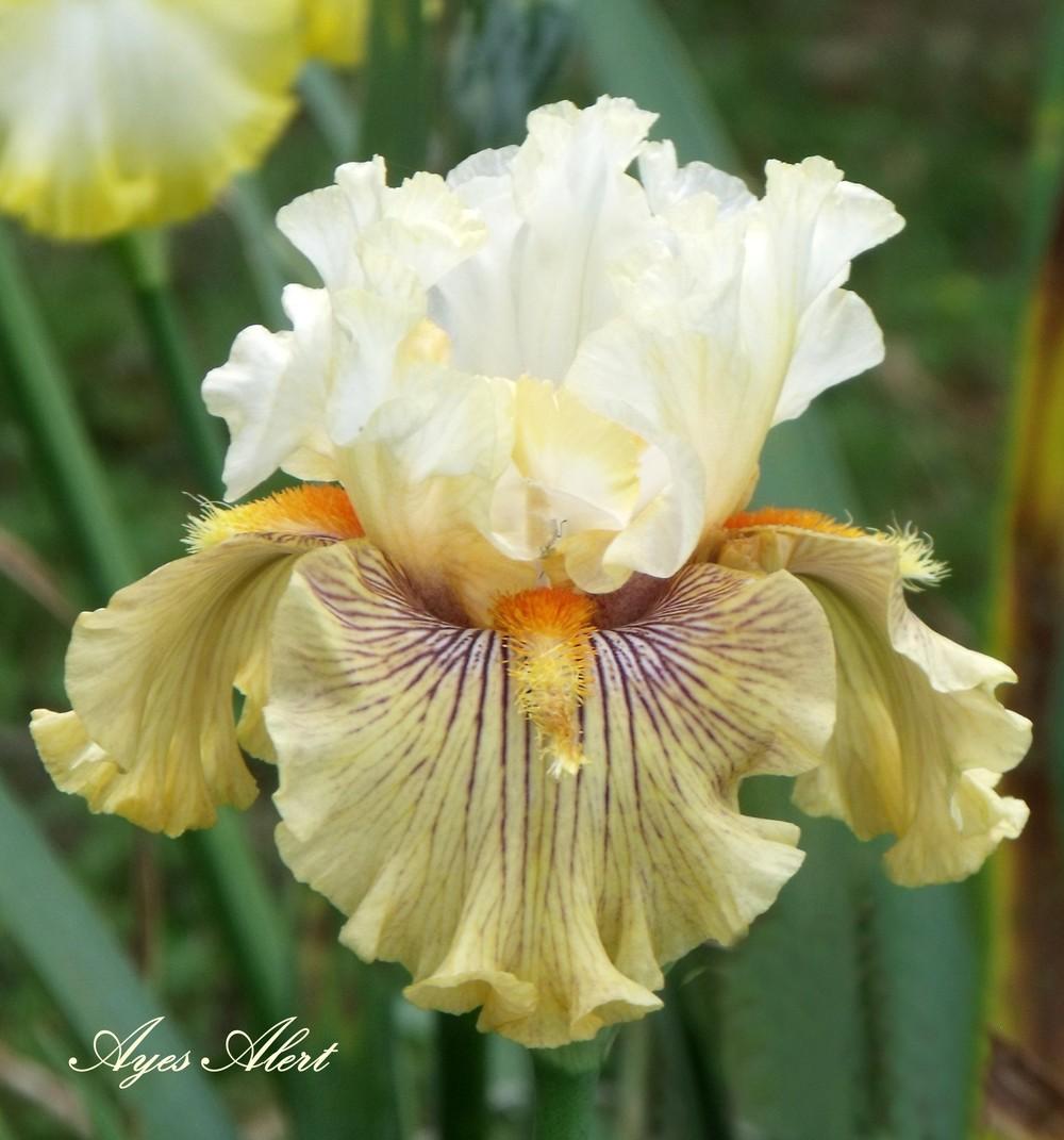 Photo of Tall Bearded Iris (Iris 'Ayes Alert') uploaded by Ladylovingdove
