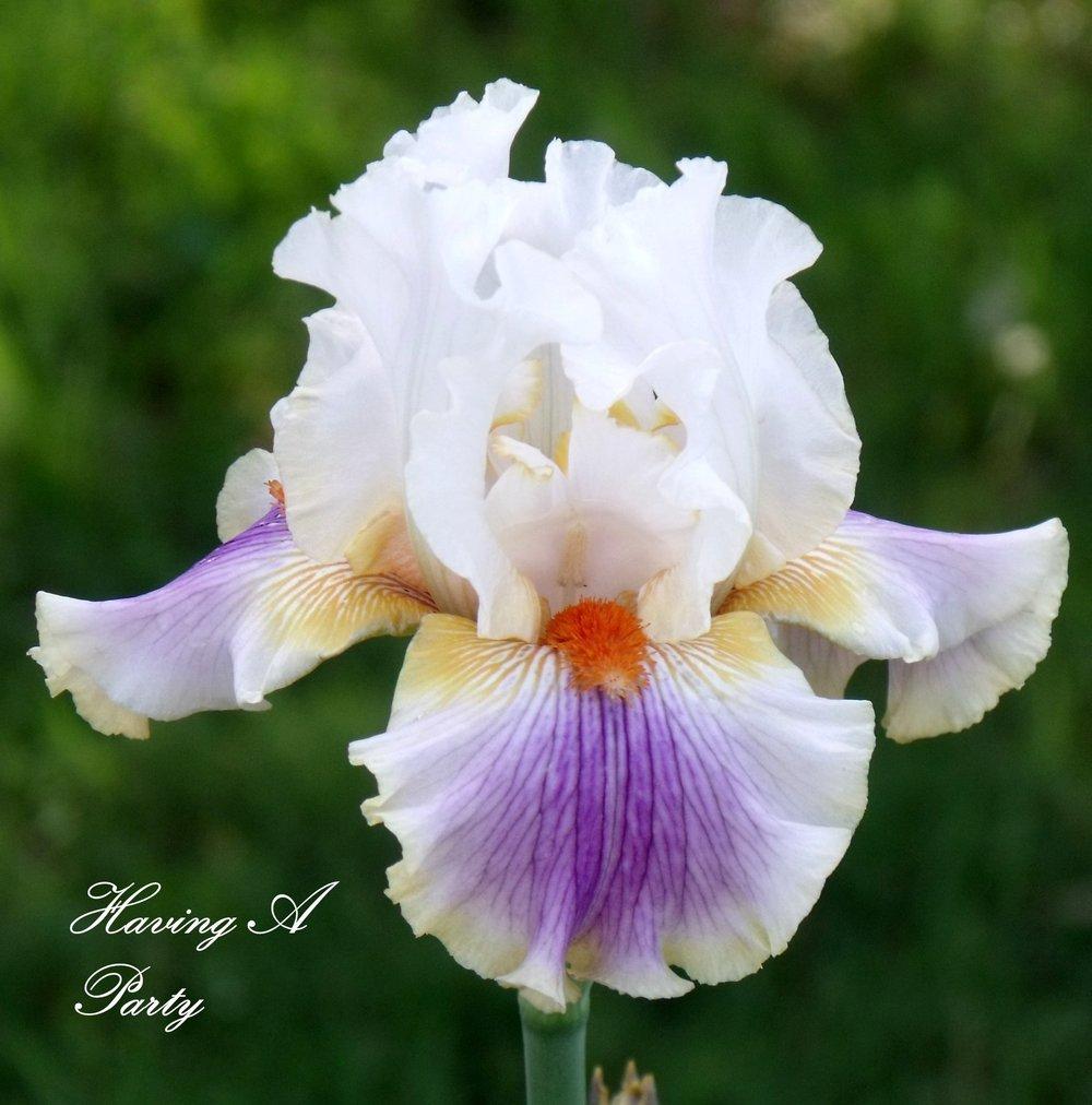 Photo of Tall Bearded Iris (Iris 'Having a Party') uploaded by Ladylovingdove