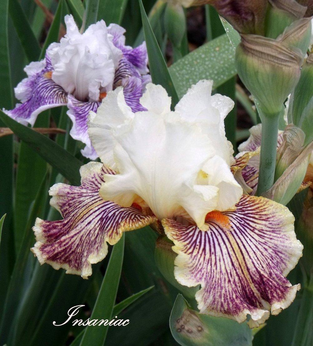 Photo of Tall Bearded Iris (Iris 'Insaniac') uploaded by Ladylovingdove