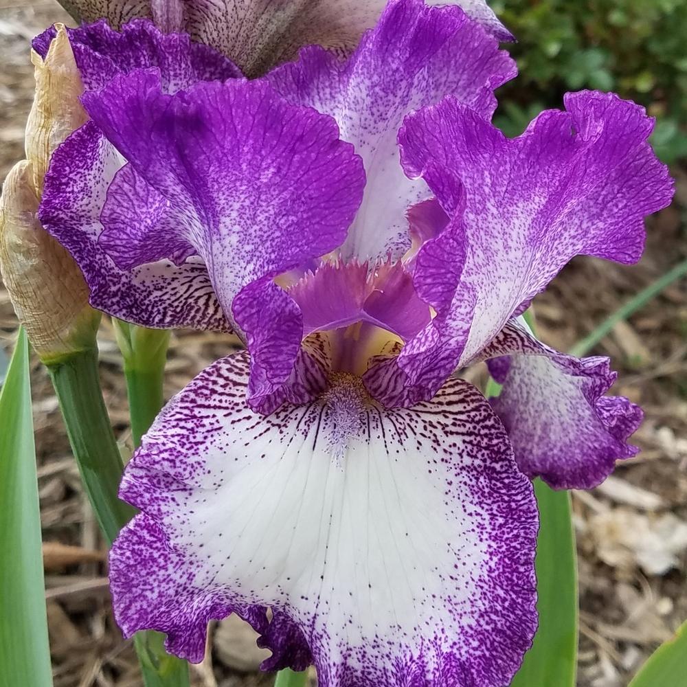 Photo of Tall Bearded Iris (Iris 'Mariposa Autumn') uploaded by OrganicJen
