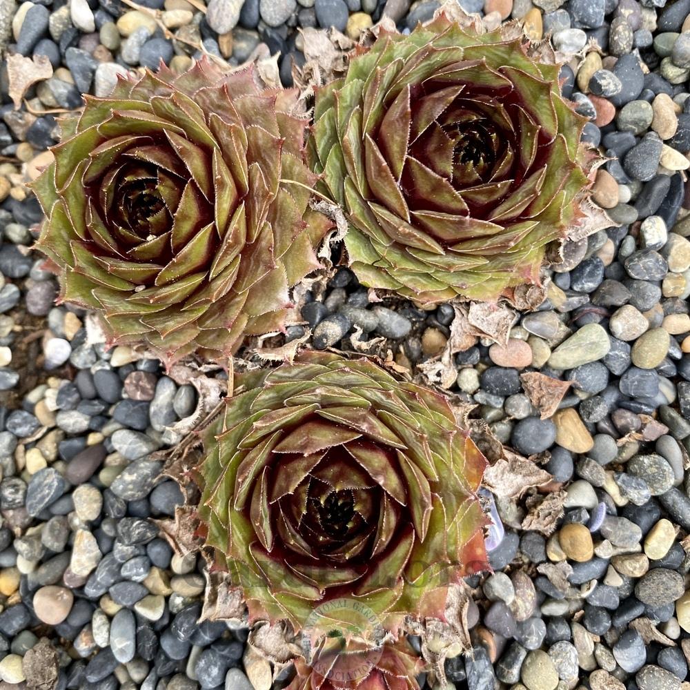 Photo of Hen and Chicks (Sempervivum 'Eyjafjalla') uploaded by Patty