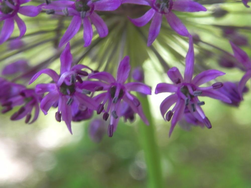 Photo of Flowering Onion (Allium 'Purple Sensation') uploaded by SL_gardener