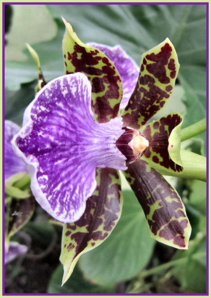 Photo of Orchid (Zygopetalum) uploaded by Strever